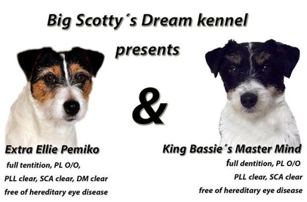 Big Scotty´s Dream kennel